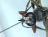 Sphex funerarius